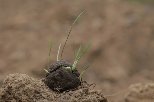 Des plantes poussent d'une boule de semence. Semence Bombes sur sol sec. Concept de jardinage guérilla. — Photo