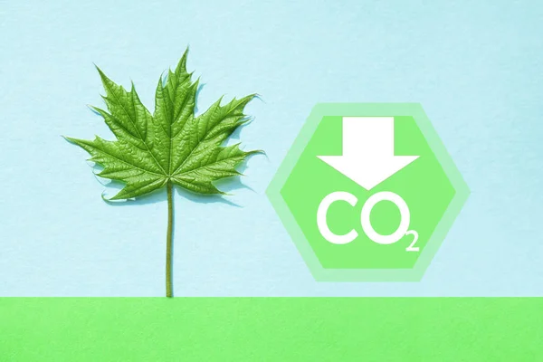 Emlakçılığın arındırılması. Karbondioksit salınımını düşür ve karbonu azalt. Yeşil akçaağaç yaprağı, mavi arka planda CO2. Sürdürülebilir kalkınma, çevre koruma — Stok fotoğraf