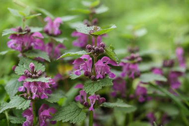 Benekli, ölü lamium maculatum pembe çiçekleri. Lamium maculatum çiçekleri seçici odağı kapatır.