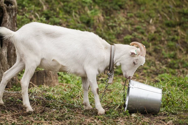 Goat Overturned Bucket for Water. Goat and Water Bucket