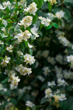 large vertical photo. Spring Bloom. Many White Jasmine flowers in midst of green leaves.