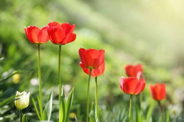 Yeşil Arkaplan 'da kırmızı laleler. Kapat. Seçici odaklanma. Yumuşak odaklanma. Boşluğu kopyala