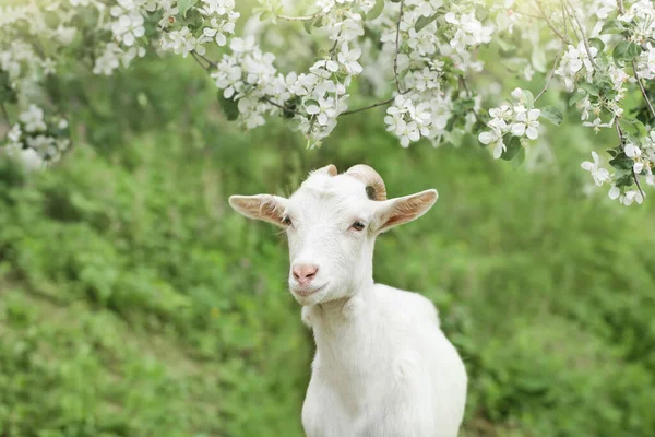 Cute White goat portrait on flowers background — Zdjęcie stockowe