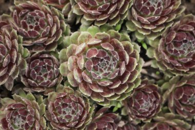 Sulu Sempervivum Arachnoideum. Sempervivum ciliosum. Kapat.