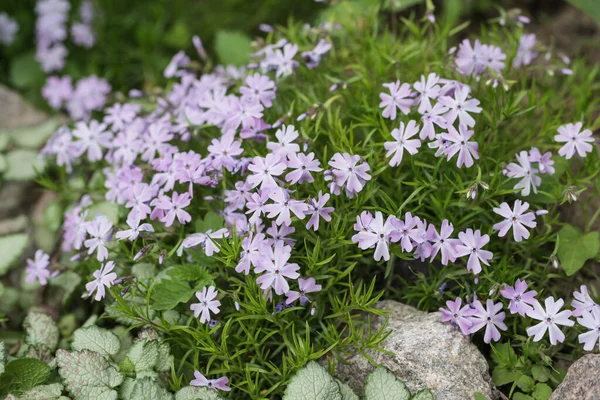 Perennial ground cover blooming plant. Creeping phlox - Phlox subulata or moss phlox on the alpine flowerbed. Selective focus.