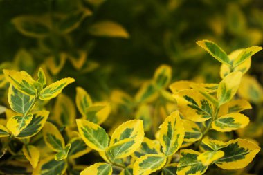 Euonymus Japonicus çeşitleri Sunny Delight, çok soğuk, dayanıklı, yeşil yapraklı bir çalılık.