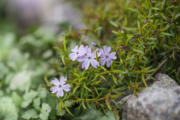 Perennial ground cover blooming plant. Creeping phlox - Phlox subulata or moss phlox on the alpine flowerbed. Close up.