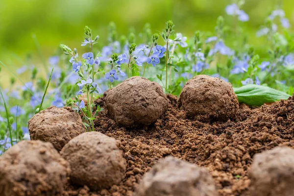 Guerrilla Gardening Seed Bombs Flower Veronica Chamaedrys Wild Flower Plants — Stock Photo, Image