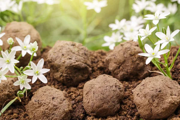 Guerrilla Gardening Seed Bombs Flower Wild White Flower Plants Sprouting — Stock Photo, Image