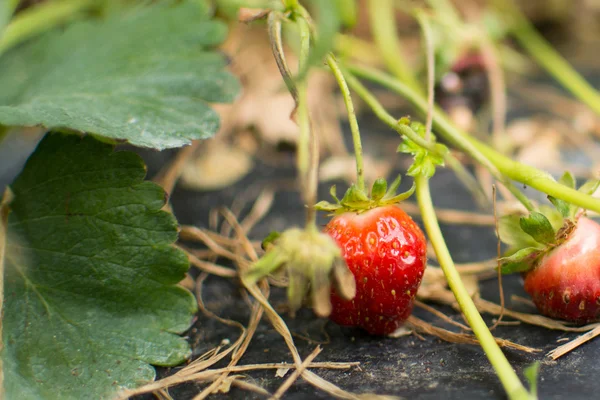 成熟的甜草莓, 生长在绿色的藤蔓上 — 图库照片