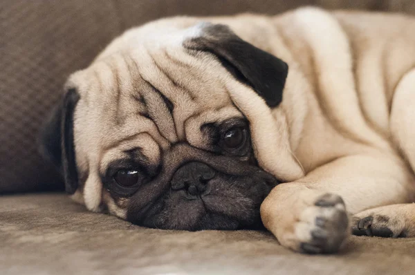 Lindo perro pug acostado descansando en el suelo — Foto de Stock