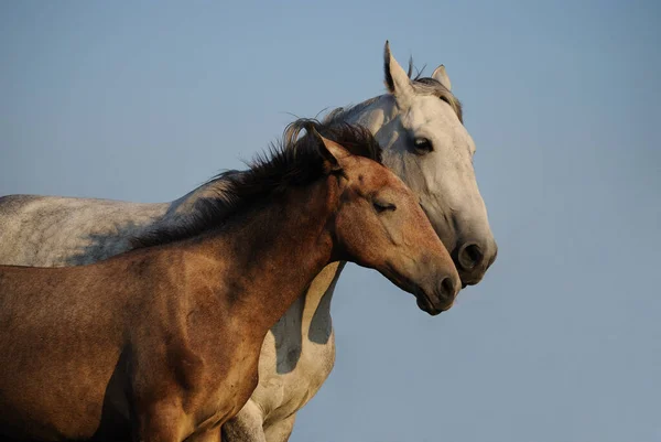 Mare Com Potro Abraçado Contra Céu Dois Cavalos — Fotografia de Stock