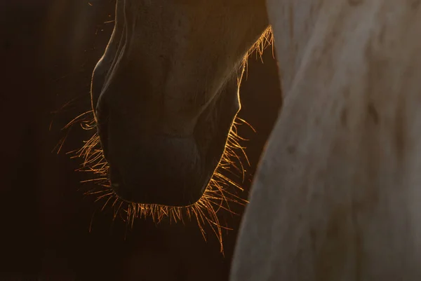 閉じる日のバックライトで馬の顔のアップ 馬の鼻の詳細 — ストック写真