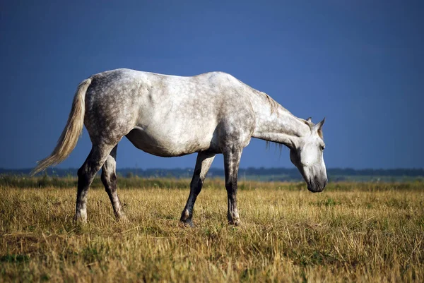 Het Paard Stormachtige Hemel Eet Gras — Stockfoto