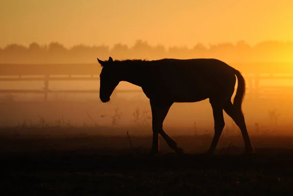 Fohlen Gegen Den Morgengrauen Fohlen Nebel Hintergrund — Stockfoto