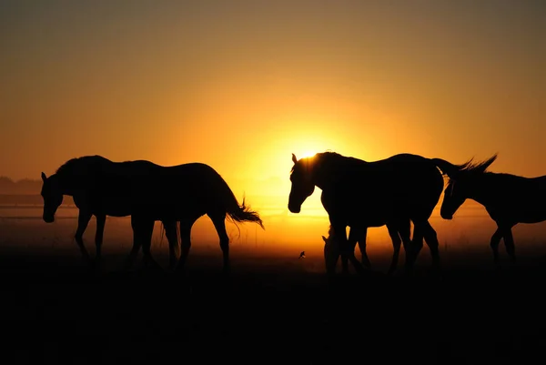 Uma Manada Cavalos Nascer Sol — Fotografia de Stock