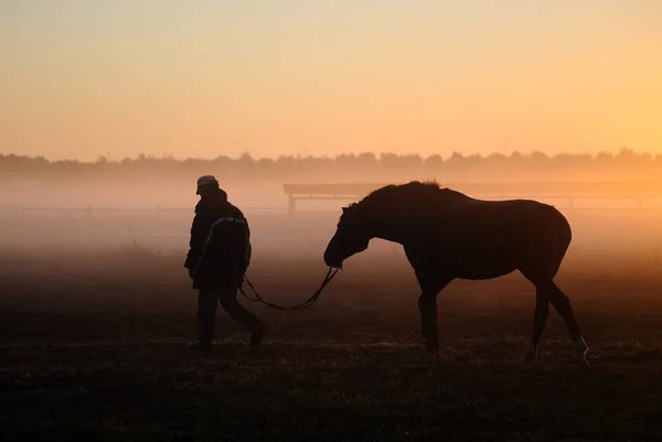 Silueta Hombre Que Lleva Caballo Campo Trabajar Contra Telón Fondo —  Fotos de Stock