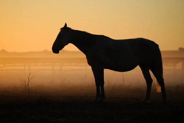 Kůň Kráčí Ohradě Silueta Koně Stojí Pozadí Vycházejícího Slunce Úsvitu — Stock fotografie