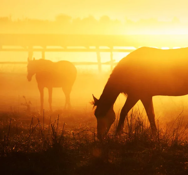 Lovak Hajnalban Ködben Sziluettjüket Megvilágította Nap Lóevő Előtérben Egy Másik — Stock Fotó