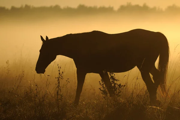 放牧場の自由馬 夜明けに昇る太陽を背景に馬のシルエットが立つ — ストック写真