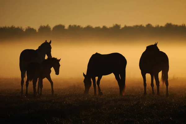 Een Kudde Paarden Van Merries Met Veulens Wandelt Een Veld — Stockfoto