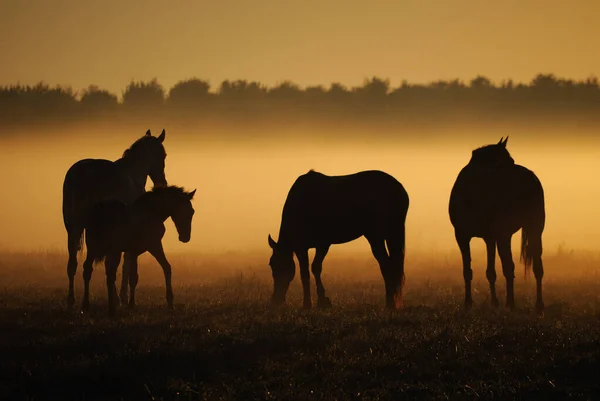 Egy Csorda Csikós Kancáktól Sétál Mezőn Hajnalban Köd Hátterében — Stock Fotó