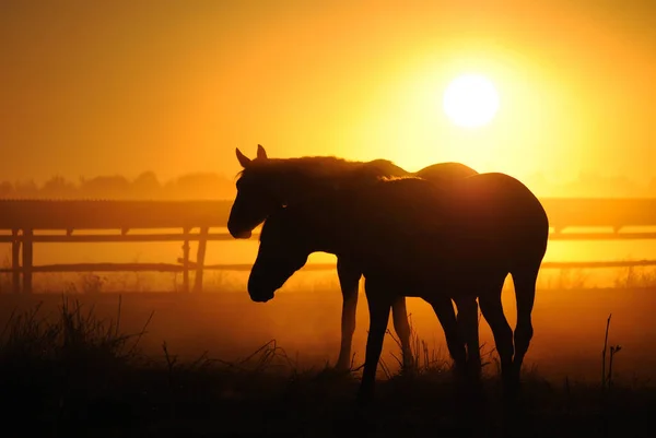Stado Koni Świcie Konie Przychodzą Krajobrazie Wschodzie Słońca Sylwetka — Zdjęcie stockowe
