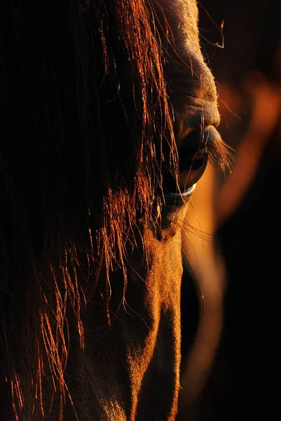 Rotes Auge Eines Pferdes Nahaufnahme Den Strahlen Der Untergehenden Sonne — Stockfoto