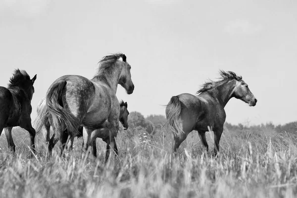 馬の群れが畑に群がっている 白黒のスタイルの写真 — ストック写真