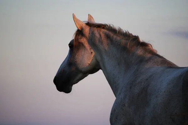 Porträt Eines Weißen Pferdes Das Vor Rosa Himmel Die Ferne — Stockfoto