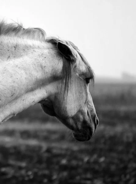 怒りの馬の攻撃の準備の黒と白の肖像画 — ストック写真