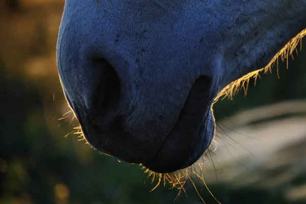 Pferdenase Aus Nächster Nähe Großer Maulkorb Für Tiere — Stockfoto