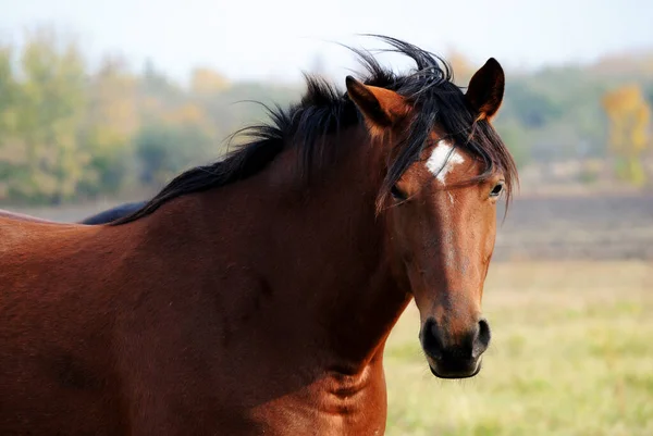 Retrato Cavalo Preto Estado Selvagem Fundo Uma Paisagem Outono — Fotografia de Stock
