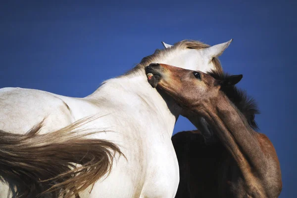 Cavallo Bianco Sta Graffiando Puledro Uno Sfondo Blu Cielo Governare — Foto Stock