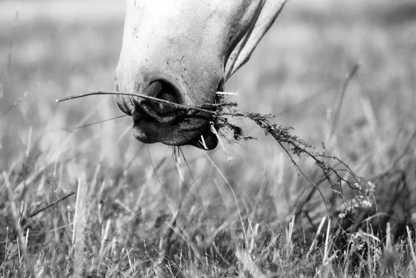 Ασπρόμαυρη Φωτογραφία Του Στόματος Ενός Αλόγου Που Τρώει Γρασίδι — Φωτογραφία Αρχείου