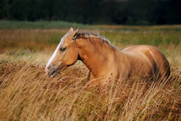 Prachtig Portret Van Een Zwaar Rood Paard Paard Wandelen Het — Stockfoto