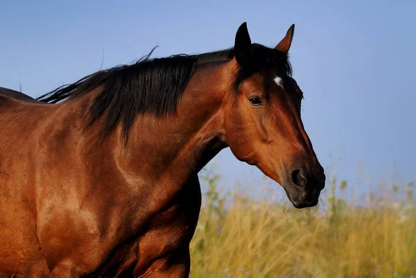 Portrait Beautiful Wild Brown Horse Profile Sky Stock Image