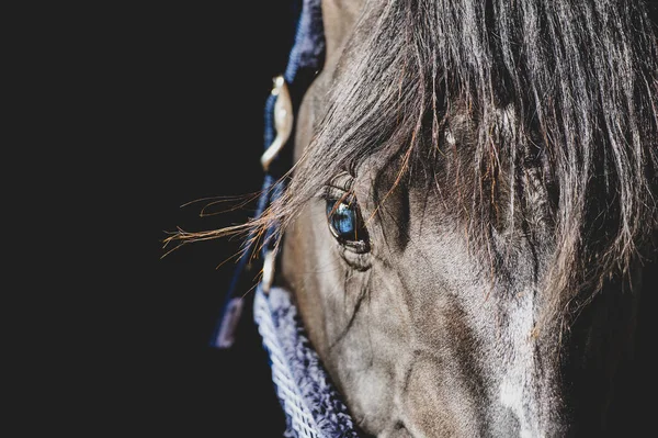 Blue Eye Black Horse Close Portrait — 스톡 사진