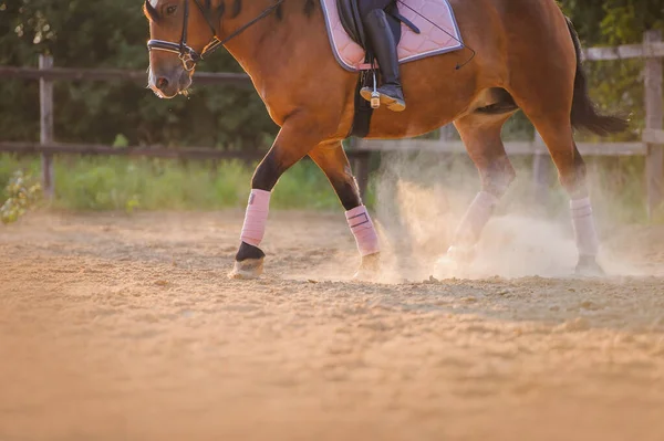 Legs Horse Sports Bandages Horse Rider Raises Clouds Dust Training Royaltyfria Stockbilder