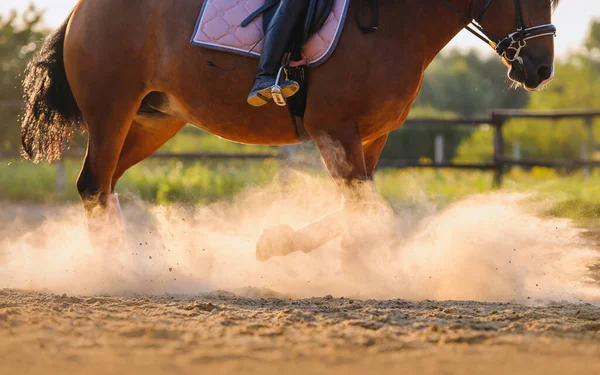 Legs Horse Sports Bandages Horse Rider Raises Clouds Dust Training Royaltyfria Stockfoton