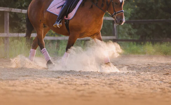 Legs Horse Sports Bandages Horse Rider Raises Clouds Dust Training Stockbild