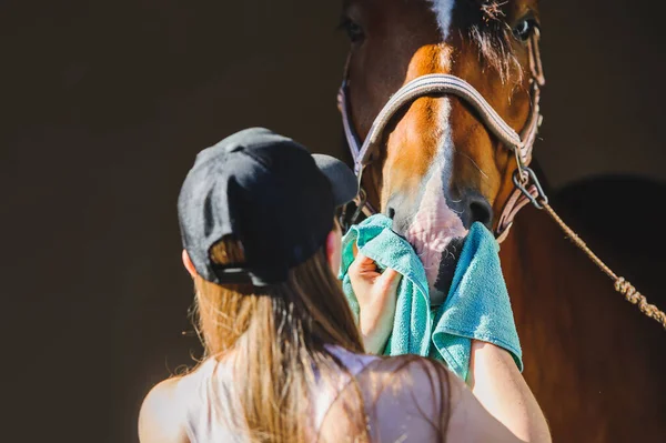 Girl Washes Her Horse Wipes Her Muzzle Cloth Her Nose Royaltyfria Stockfoton