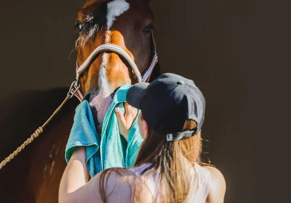 Girl Washes Her Horse Wipes Her Muzzle Cloth Her Nose Stockbild