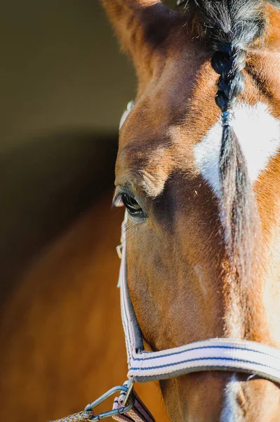 Close Portrait Bay Horse Stockbild