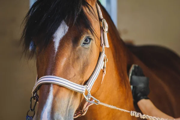 Portrait Bay Horse Waits While Being Groomed Stockbild