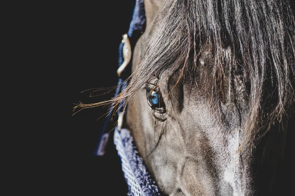 Blue Eye Black Horse Close Portrait Stockfoto