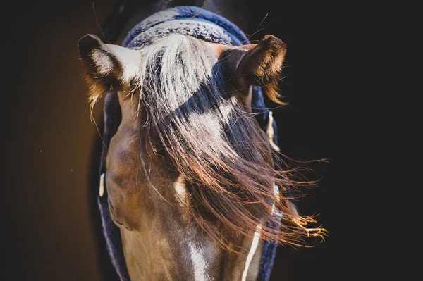 Horse Face Close Mane Ears Detail Stockfoto