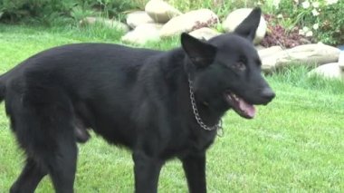 Alman çoban köpeği