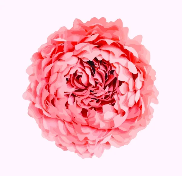 Pink Rose Geïsoleerd Witte Achtergrond — Stockvector