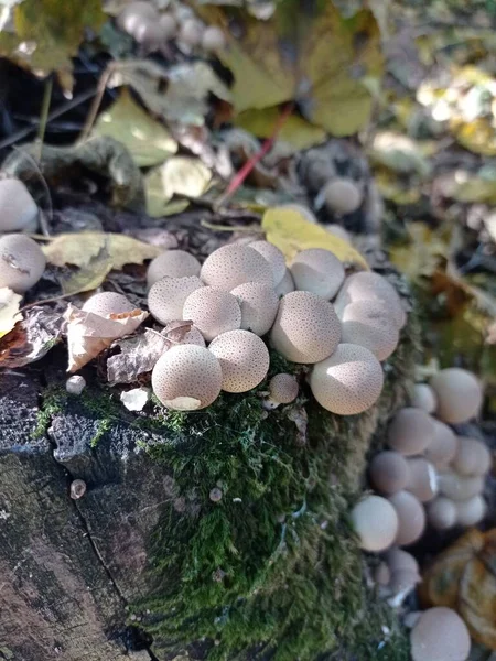Schnelle Pilze Ziehen Herbst Den Wald — Stockfoto
